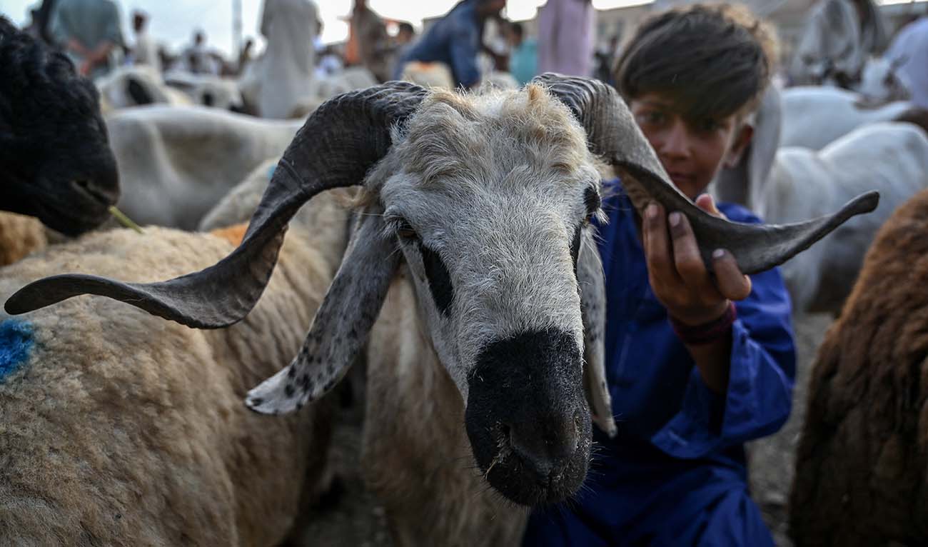 A boy along with his sheep is pictured at a livestock market ahead of the Muslim festival of Eid al-Adha in Karachi on June 14, 2024. (AFP)