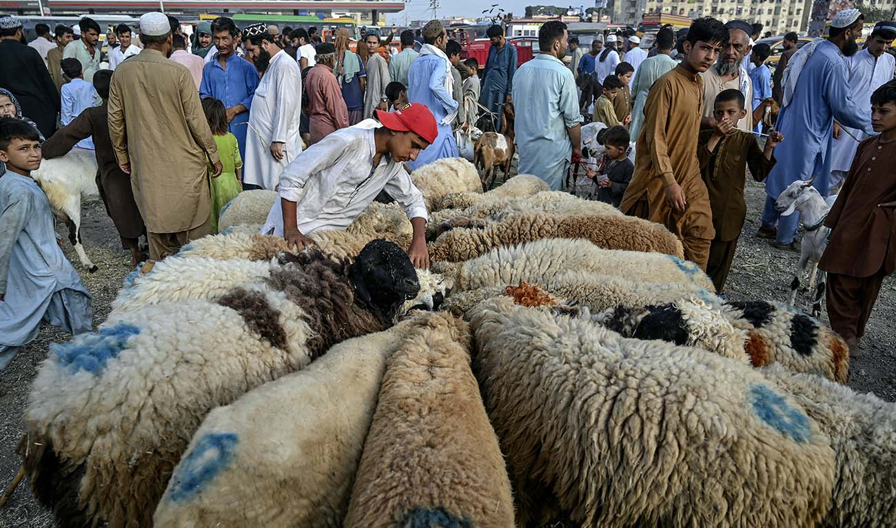 A vendor feeds a flock of sheep at a livestock market ahead of the Muslim festival of Eid al-Adha in Karachi on June 14, 2024. (AFP/File)