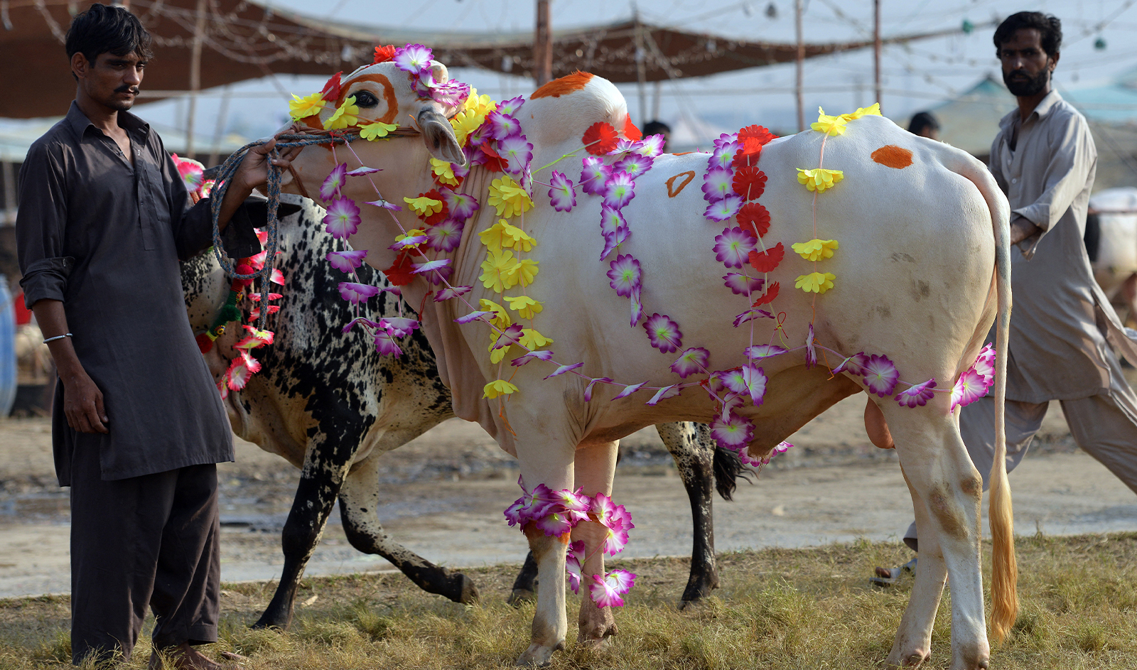 A Pakistani livestock trader stands with a decorated cow as he waits for customers at the one of the main animal markets set up for the forthcoming sacrificial Eid Al-Adha festival in Islamabad on September 29, 2014. (AFP/File)