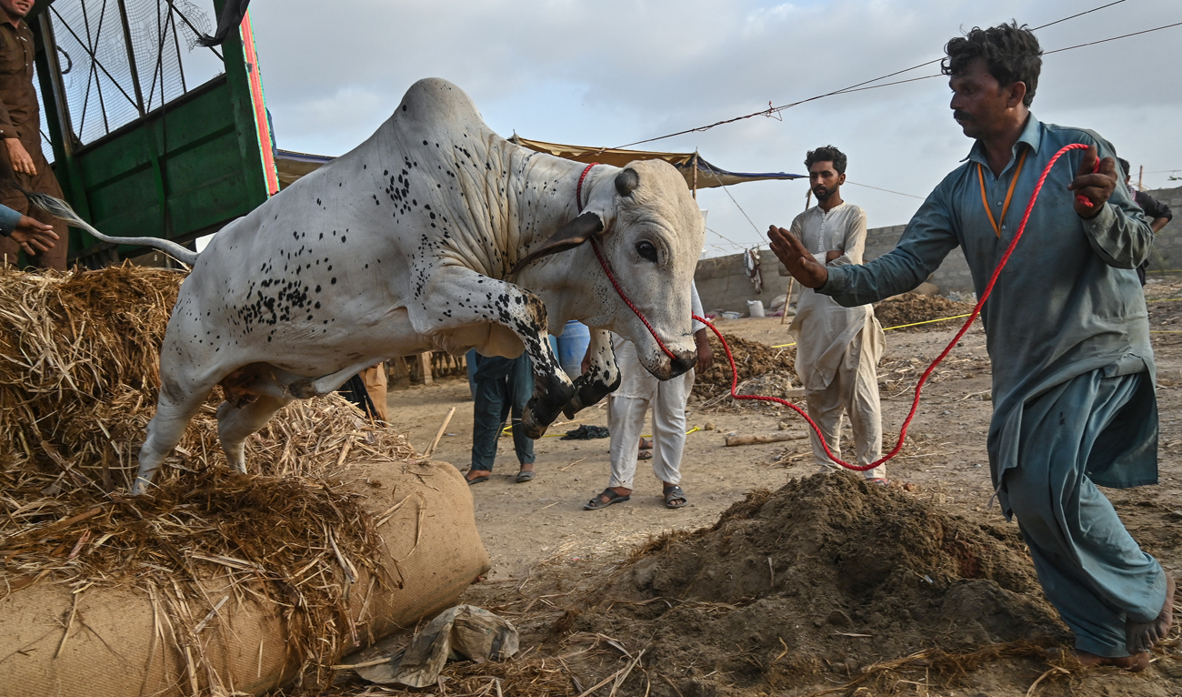 A livestock vendor unloads a cattle from a truck ahead of the Muslim festival of Eid Al-Adha, at a cattle market on the outskirts of Karachi on June 7, 2024. (AFP)