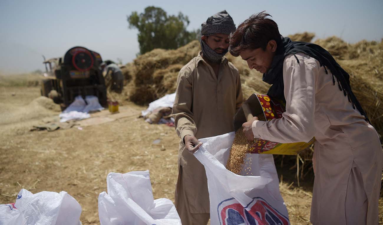 Pakistani farmers fill a sack with refined wheat after use a threshing machine during harvesting in a field on the outskirts of Islamabad on April 27, 2018. (AFP/File)