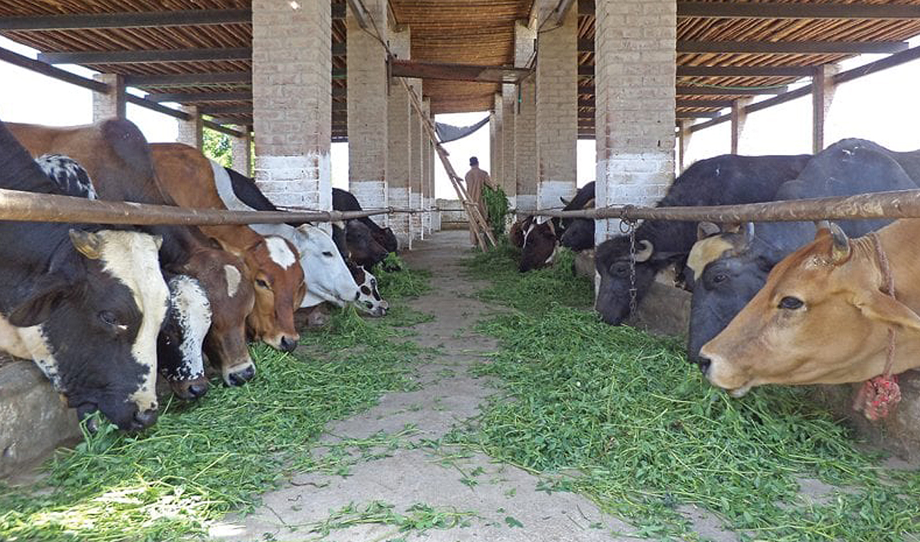 In this file photograph, shared by the Associated Press of Pakistan on April 21, 2014, cattle are seen in a stable in Sargodha. (APP/File)
