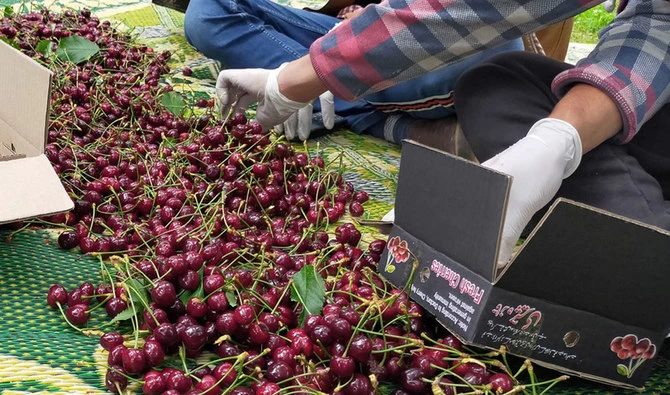 Farmers pack freshly-harvested cherries at a farm in Pakistan's northern Gilgit-Baltistan region, on June 15, 2021. (Photo courtesy: Xinhuanet)