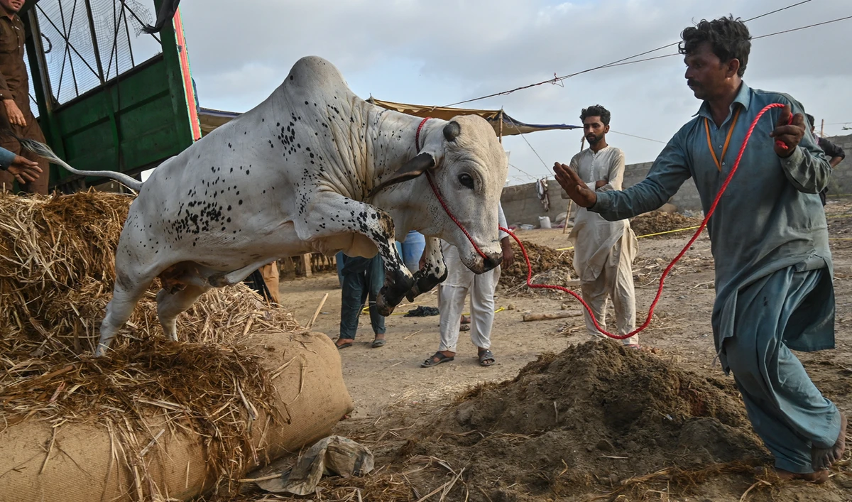 A livestock vendor unloads a cattle from a truck ahead of the Muslim festival of Eid Al-Adha, at a cattle market on the outskirts of Karachi on June 7, 2024. (AFP)