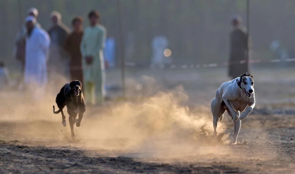 Dogs chase a fake rabbit during a racing competition in Peshawar on November 19, 2021. (AFP/File)