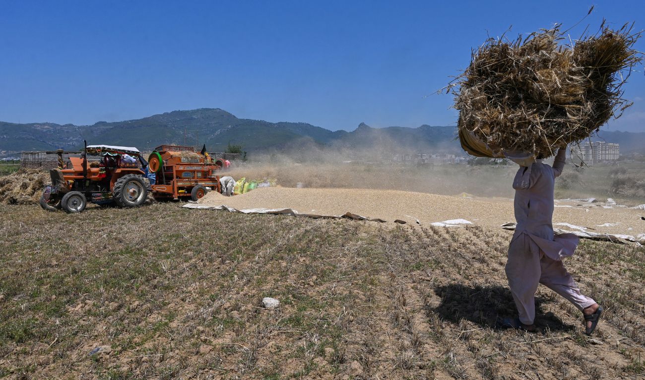 Farmers thresh wheat at a field on the outskirts of Islamabad on May 6, 2024. (AFP/File)