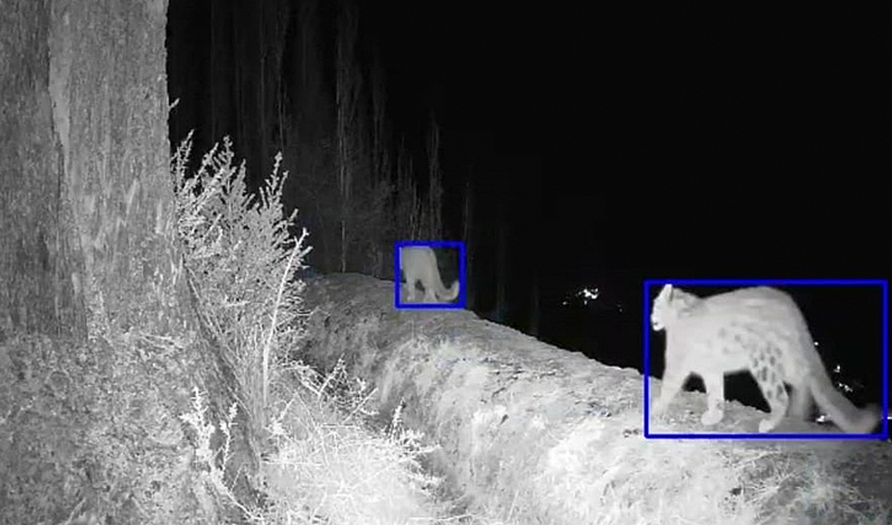 This handout photograph, released by the World Wildlife Fund-Pakistan on October 23, 2024, shows snow leopards captured by AI-based cameras installed in Pakistan’s northern Gilgit-Baltistan region. (Photo courtesy: WWF-Pakistan)
