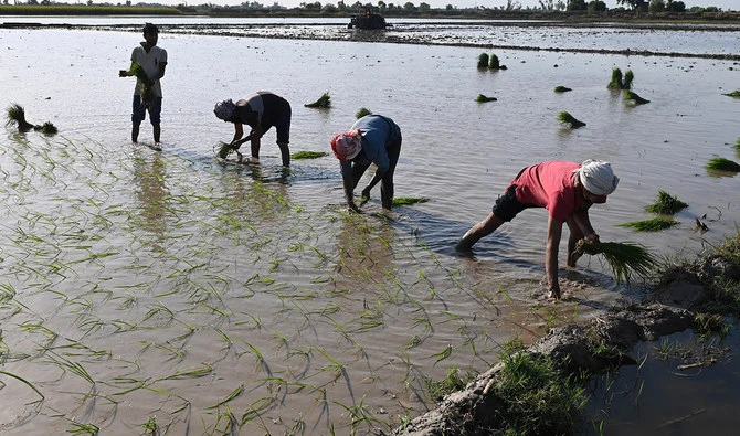 Farmers plant rice seedlings at paddy field on the outskirts of Lahore on June 7, 2023. (AFP/File)