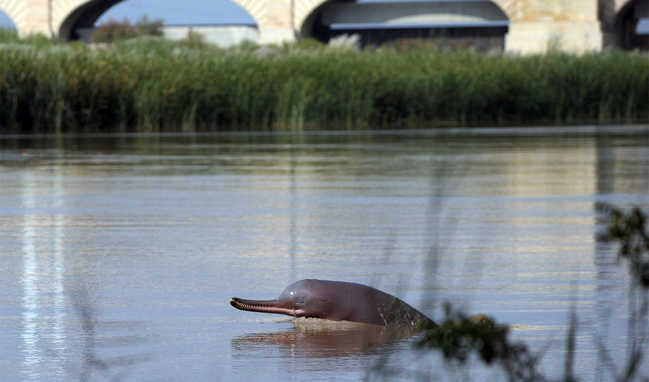 In this photograph taken on September 13, 2014, a blind dolphin swims along the Indus river in the southern Pakistani city of Sukkur. (AFP/File)