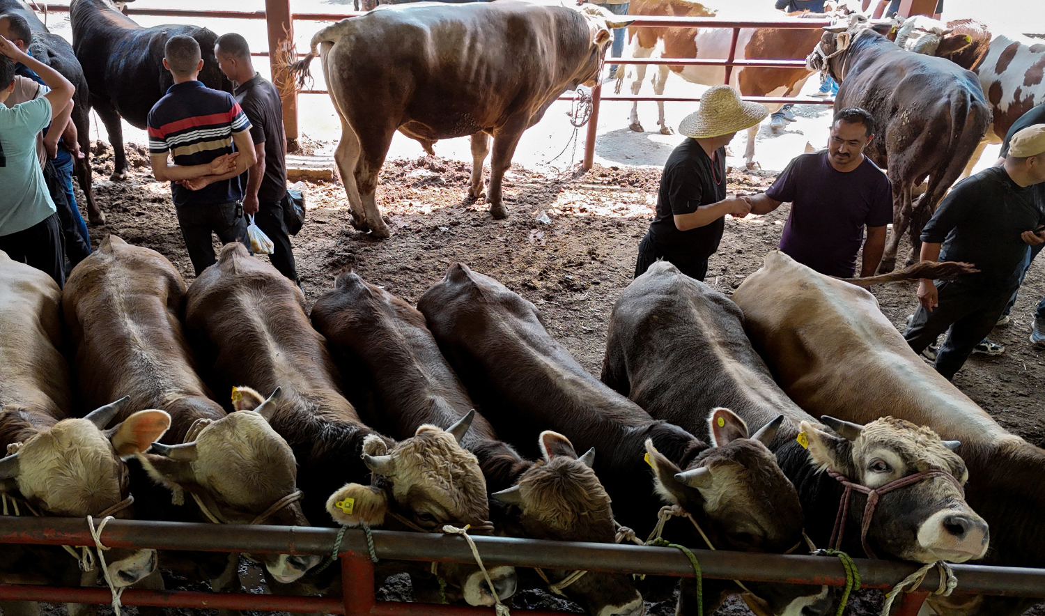 This photo taken on May 22, 2024 shows people visiting a livestock market in Yili, in northwestern China's Xinjiang region. (AFP/CHINA OUT)