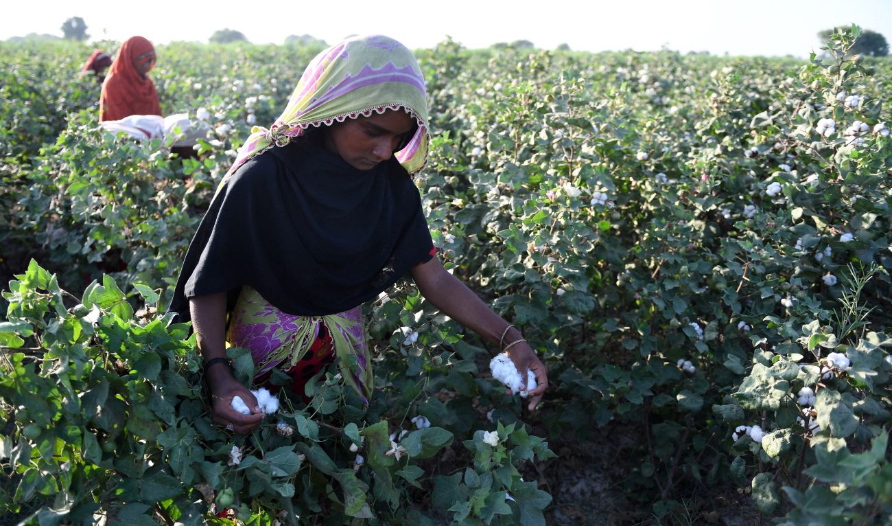 A Pakistani labourer picks cotton in a field in Qazi Ahmed in the district of Nawabshah on September 27, 2017. (AFP/File)