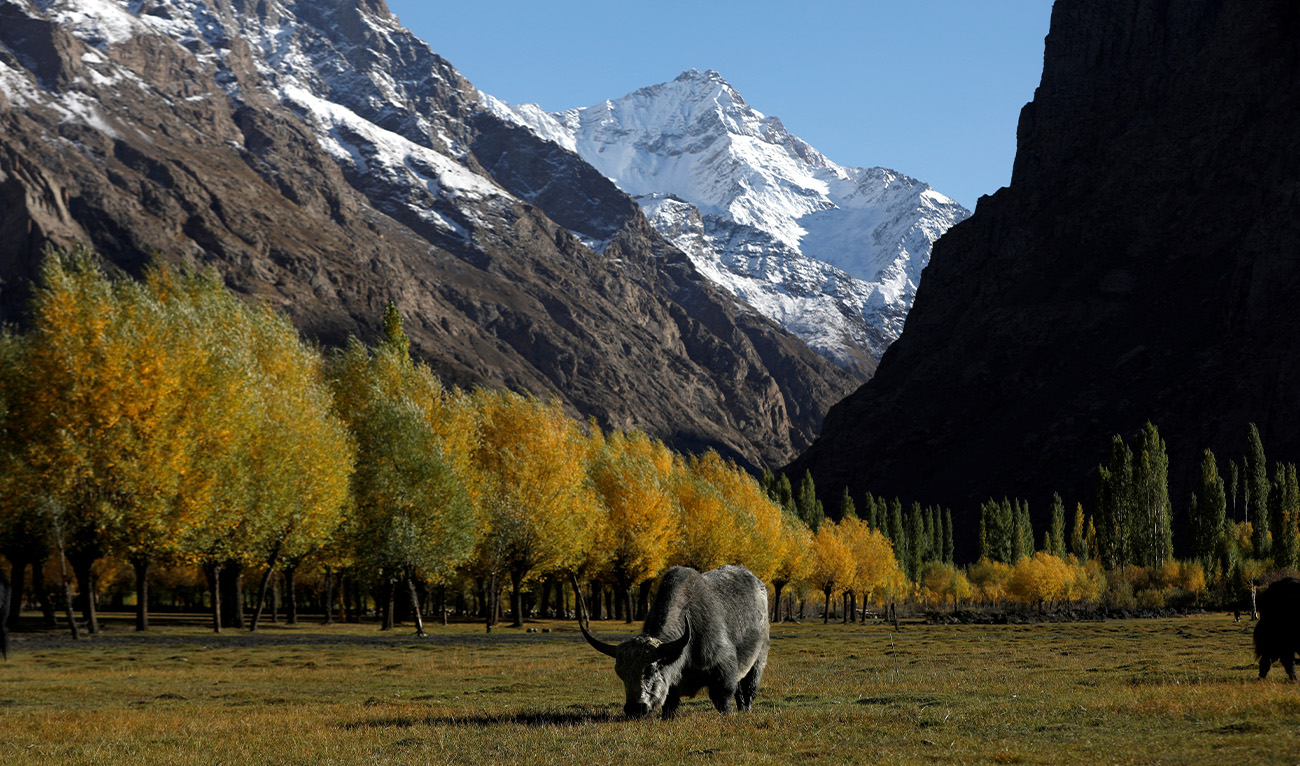 A yak grazes in front of snow-covered mountains in Yasin valley in the Gilgit-Baltistan region of Pakistan, October 11, 2023. (AFP/File)