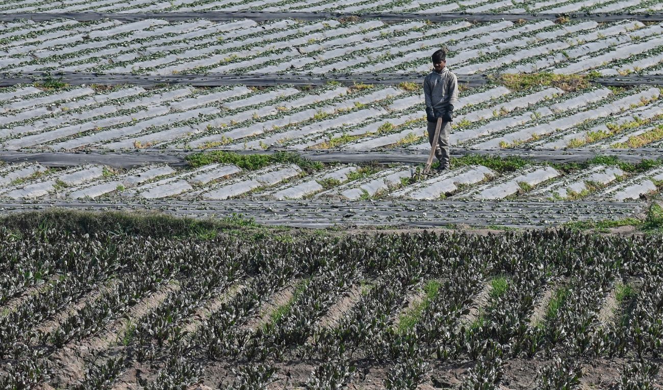 A farmer harvests strawberries at a field on the outskirts of Lahore on January 23, 2025. (AFP/ file)