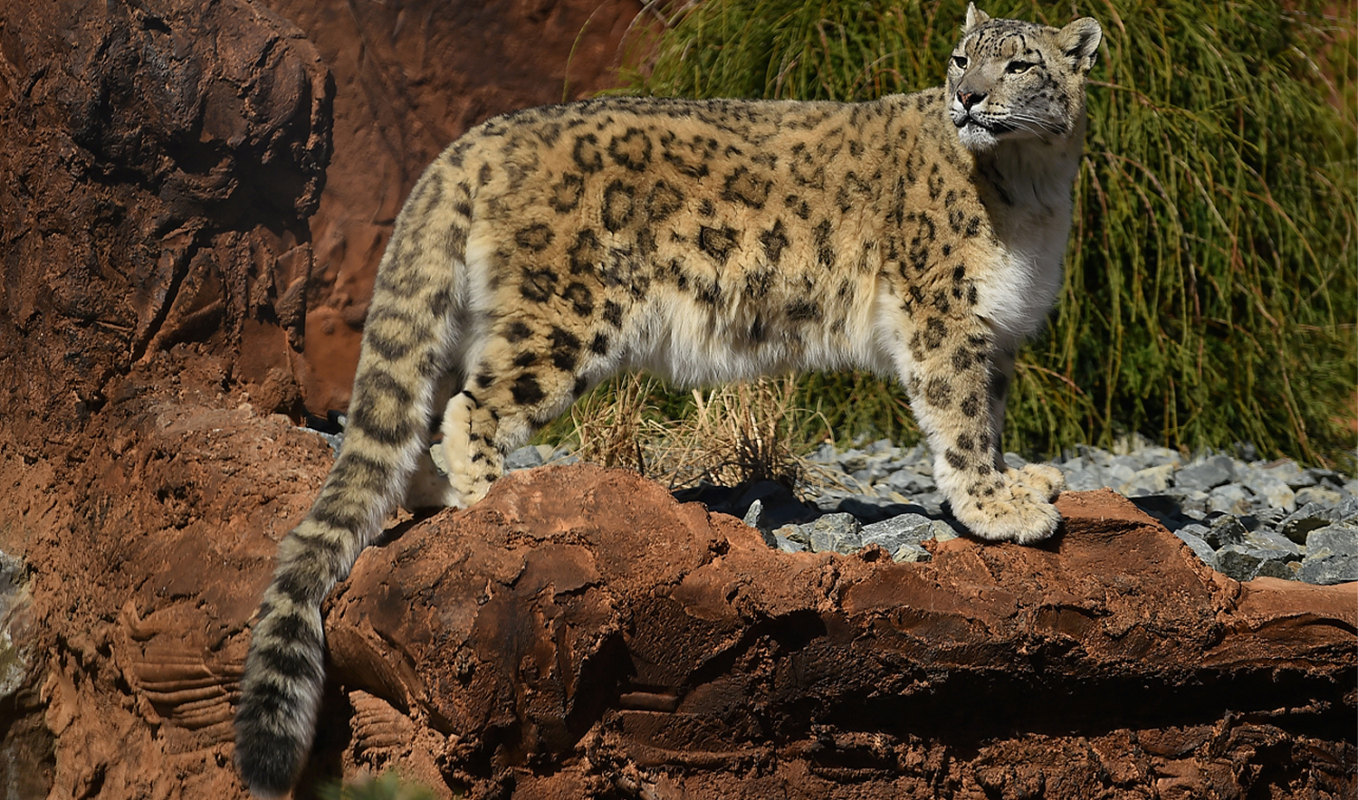 A 10-year-old snow leopard walks in her enclosure at Dublin Zoo after a new habitat called the ‘Himalayan Hills’ was unveiled in Dublin, Ireland, April 1, 2022. (REUTERS/File)