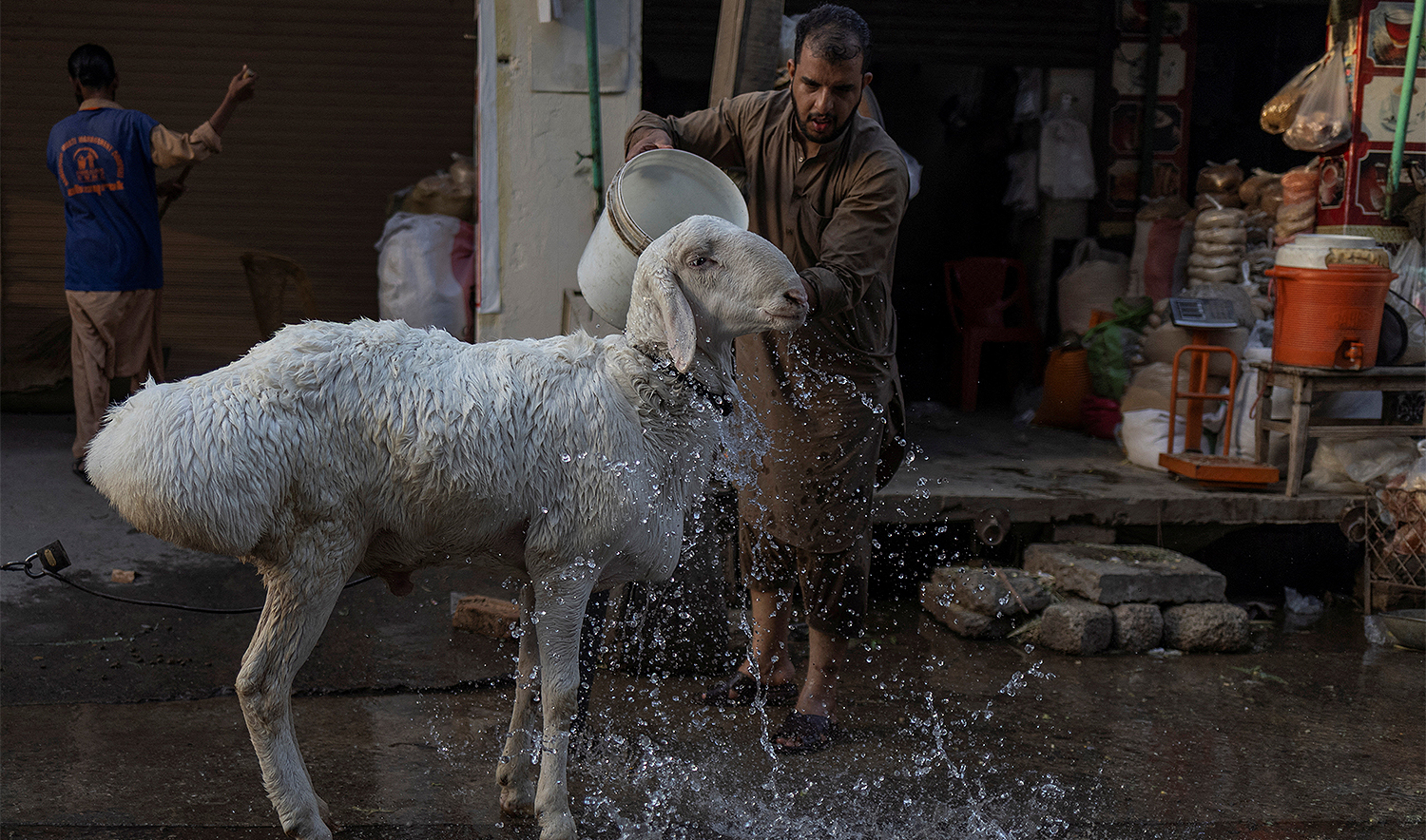 A shop owner washes a sheep in preparation for sale ahead of the Eid al-Adha holiday in Rawalpindi, Pakistan, on May 20, 2025. (REUTERS)