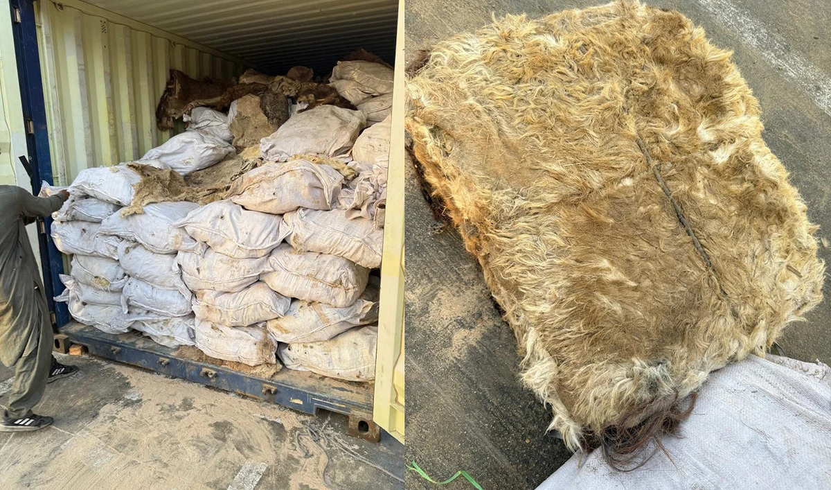In these handout pictures released by Customs enforcement Karachi, a person pulls out a sack containing donkey hides from a container at the Karachi port in Karachi, Pakistan, on May 2, 2025.