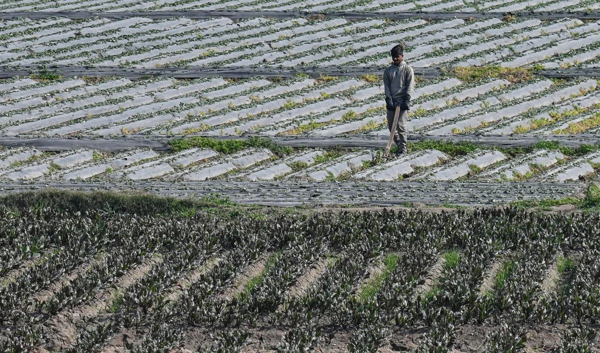 A farmer harvests strawberries at a field on the outskirts of Lahore on January 23, 2025. (AFP/ file)