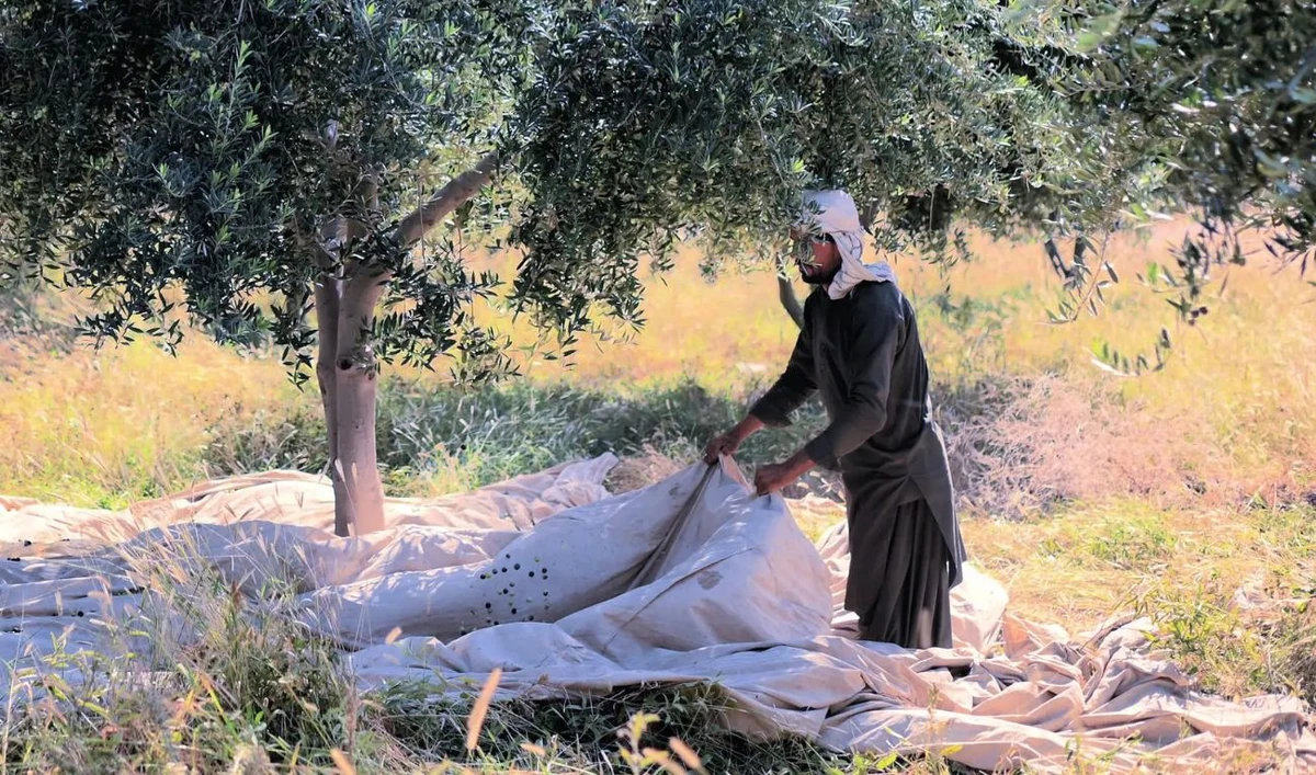 An undated file photo of a farmer picks olives during harvest season at a Loralai Olives farm in Balochistan, Pakistan. (Photo courtesy: Loralain Olives via Olive Oil Times)