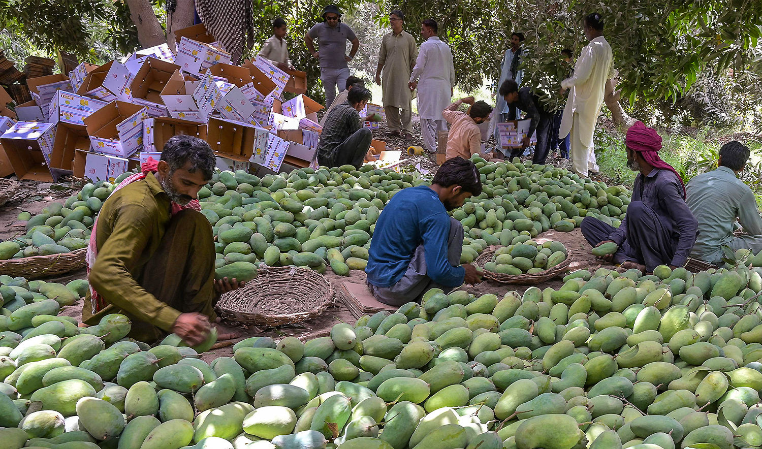 Labourers sort mangoes before packing them into boxes at a farm on the outskirts of Hyderabad in Pakistan's southern Sindh province on May 31, 2025. (AFP)