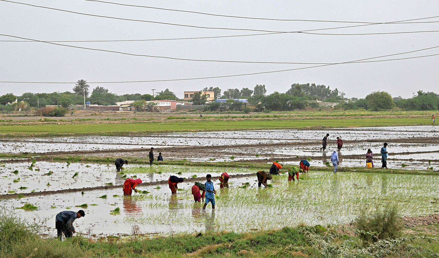 Labourers cultivate a paddy field in the Garho district of Thatta on June 25, 2025. (AFP)