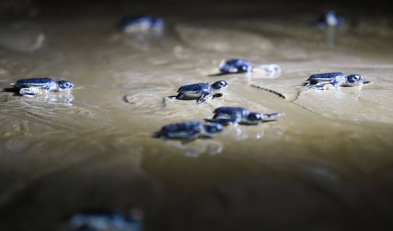 In this picture taken on November 28, 2023, newly-hatched green turtles crawl towards the Arabian Sea, as they are released by the marine conservationists on Sandspit beach in Karachi. (AFP/ file)