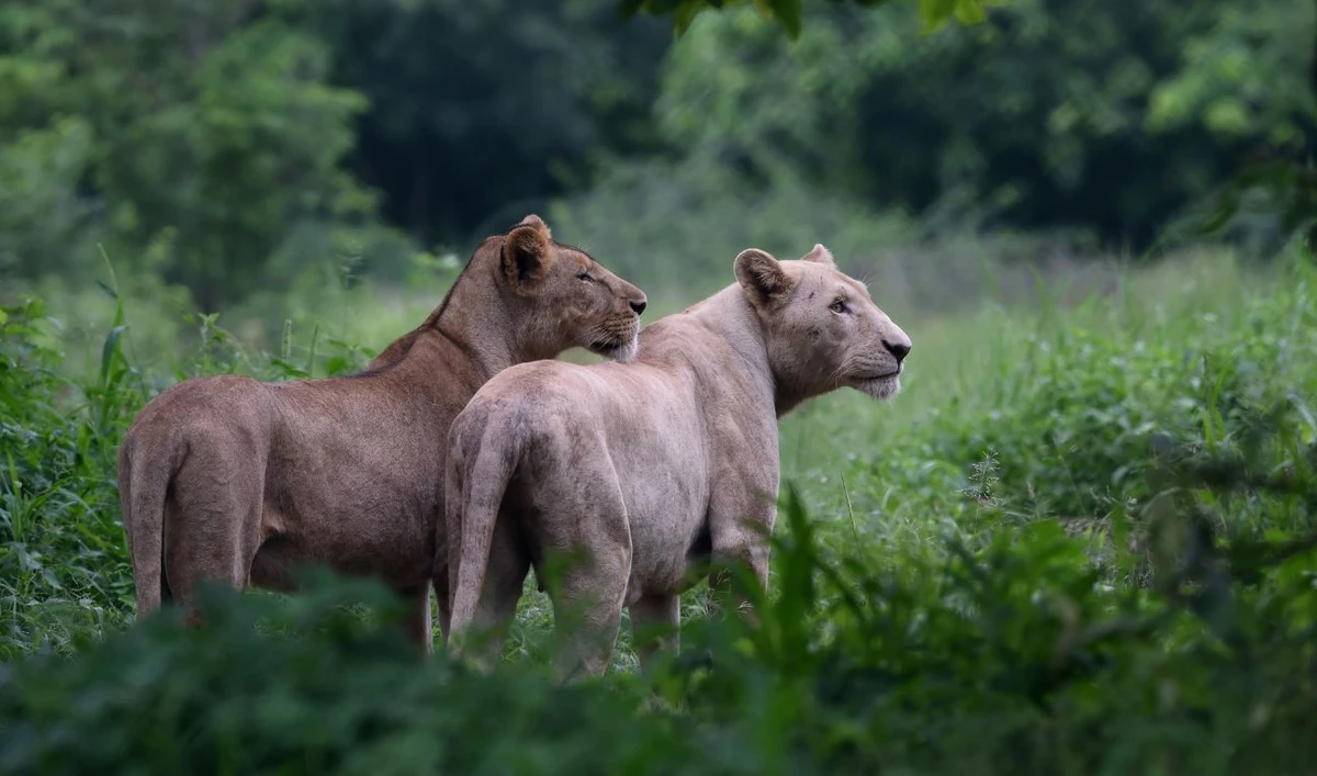 In this picture taken on August 5, 2022, female lions look on in a jungle at the Lahore Safari Zoo in Lahore. (AFP/ file)