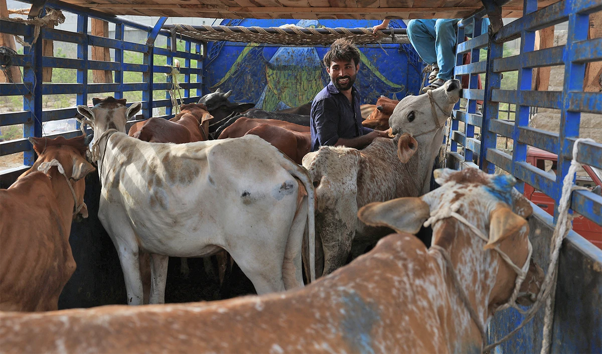 Shafiq, 27, unloads sacrificial bulls for sale from a truck, at a cattle market, ahead of Eid al-Adha celebrations, in Karachi, Pakistan on May 30, 2025. (REUTERS/File)