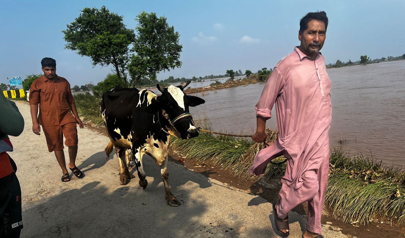 Villagers lead their cattle through a flooded street in Wazirabad, Punjab, on August 29, 2025. (AN Photo)