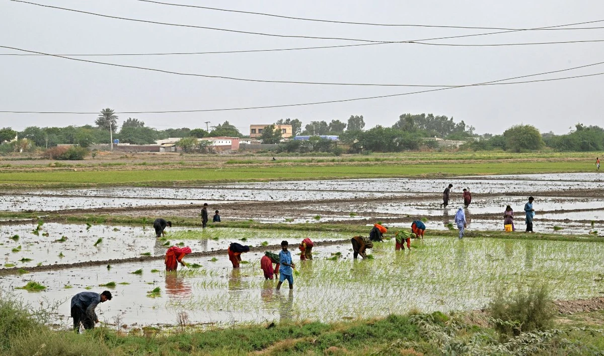 Labourers cultivate a paddy field in the Garho district of Thatta on June 25, 2025. (AFP/ file)