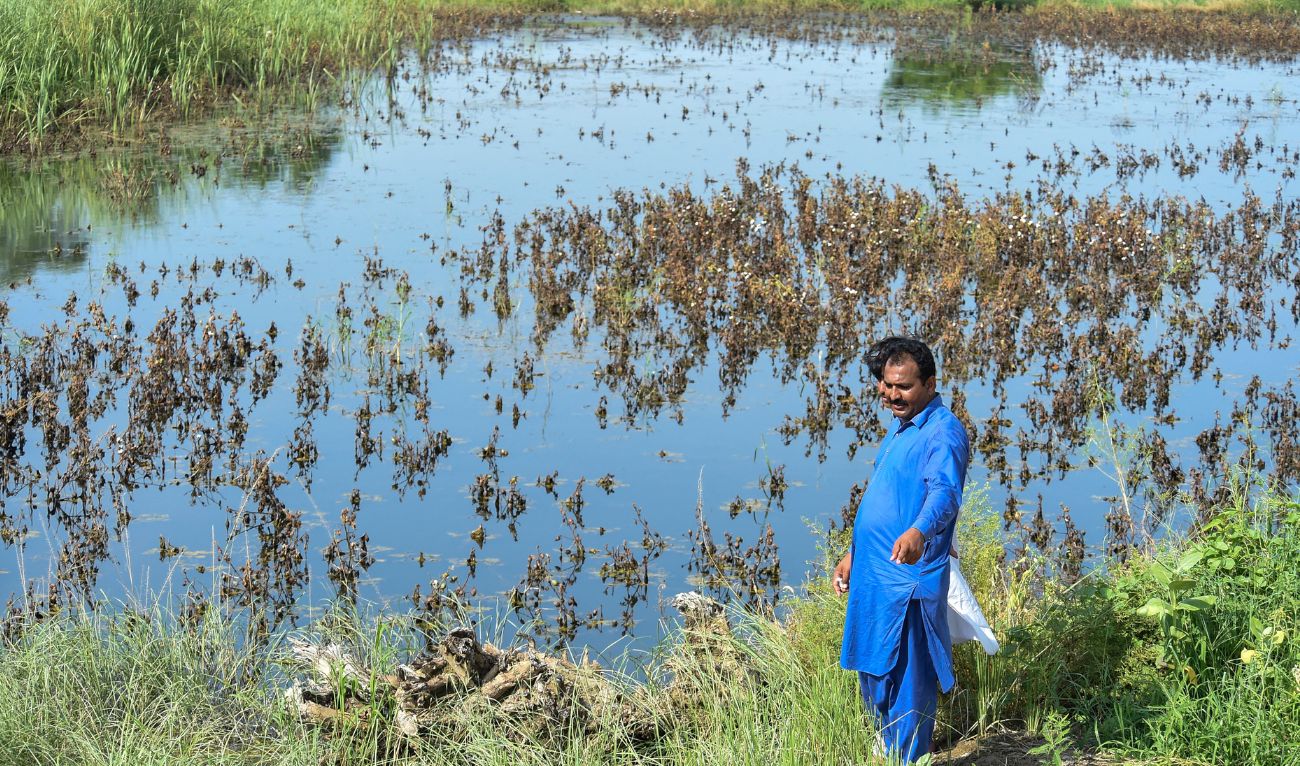 In this picture taken on September 1, 2022 a farmer Ashraf Ali Bhanbro stands beside his cotton crops damaged by flood waters at Sammu Khan Bhanbro village in Sukkur, Sindh province. (AFP)