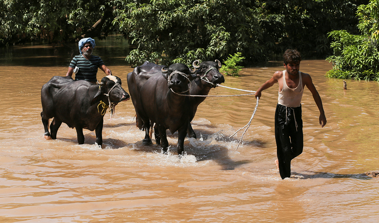 Residents guide their buffaloes along a flooded road following monsoon rains and rising water levels of the Chenab River, on the outskirts of Multan, Punjab province, Pakistan, on September 4, 2025. (REUTERS)