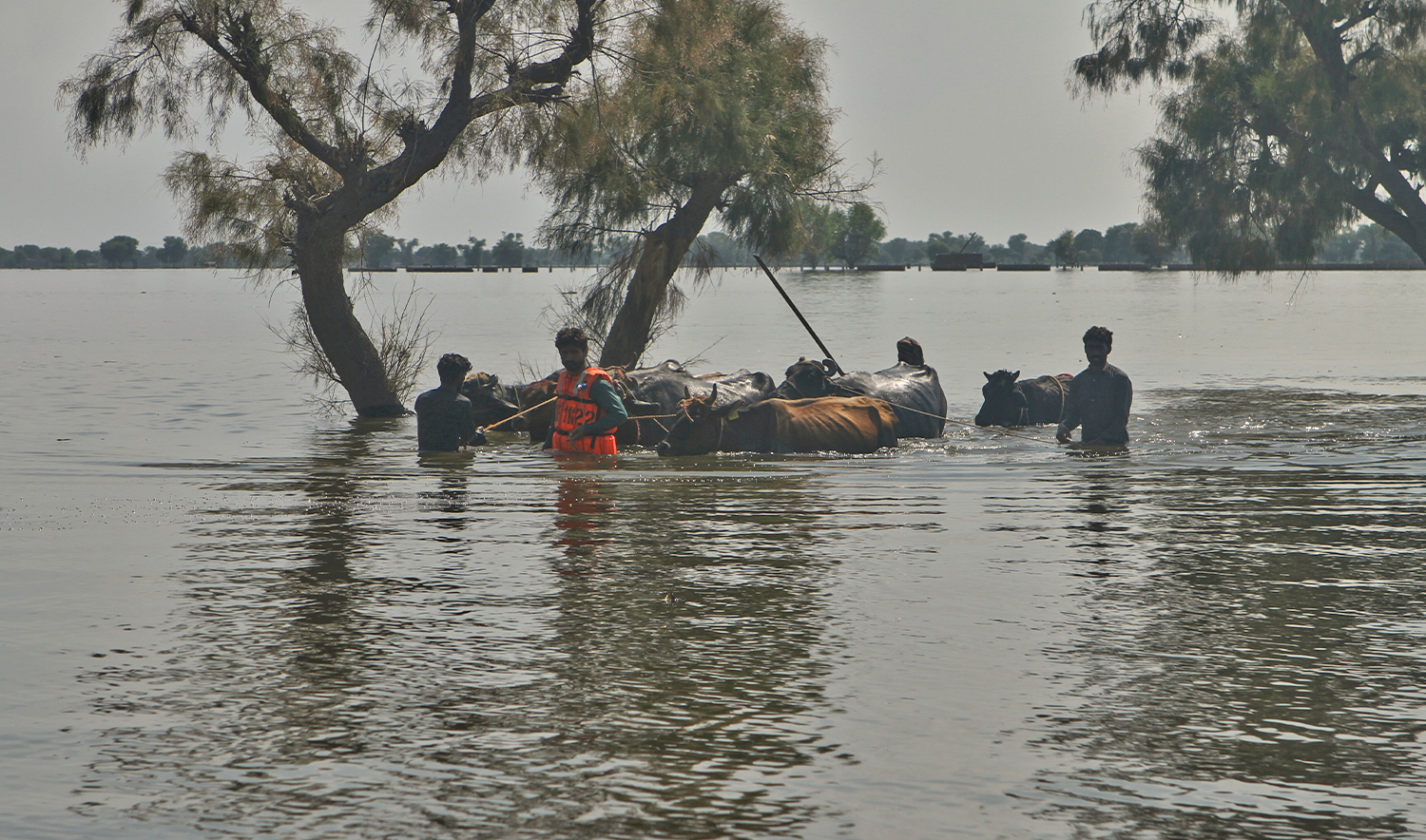 Villagers wade with their livestock through a flooded area near Jalalpur Pirwala, in Multan district, Pakistan, on Sept. 9, 2025. (AP)
