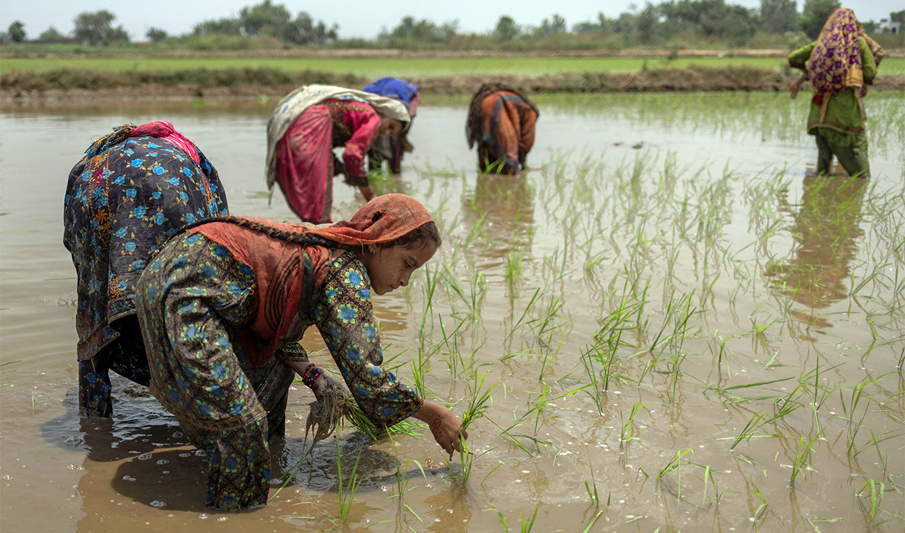 A girl from Balochistan, transplants Basmati rice seedlings into the mud of a paddy field irrigated by a canal fed from the Chenab River, in Daska, Pakistan, on June 14, 2025. (REUTERS/File)
