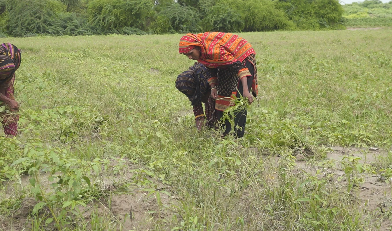 Women farmers working in their tomato fields which have been devastated by monsoon rains in Badin district of southern Sindh province on September 20, 2025. (AN Photo)