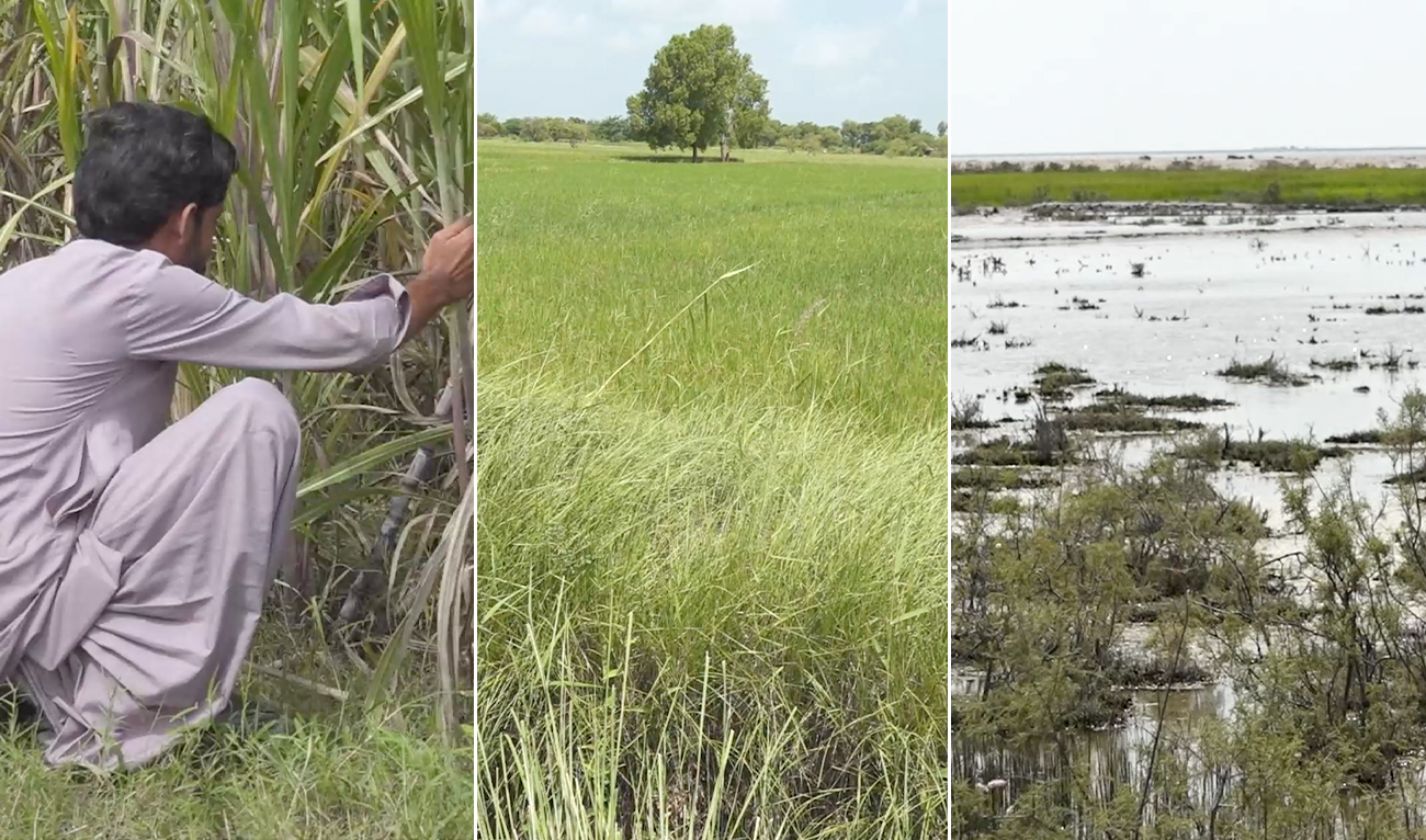 The collage of screengrabs taken from a video shows a man cutting crops with a sickle in a field in Badin district of Sindh province, Pakistan, on September 15, 2025. (Screengrab/AN)