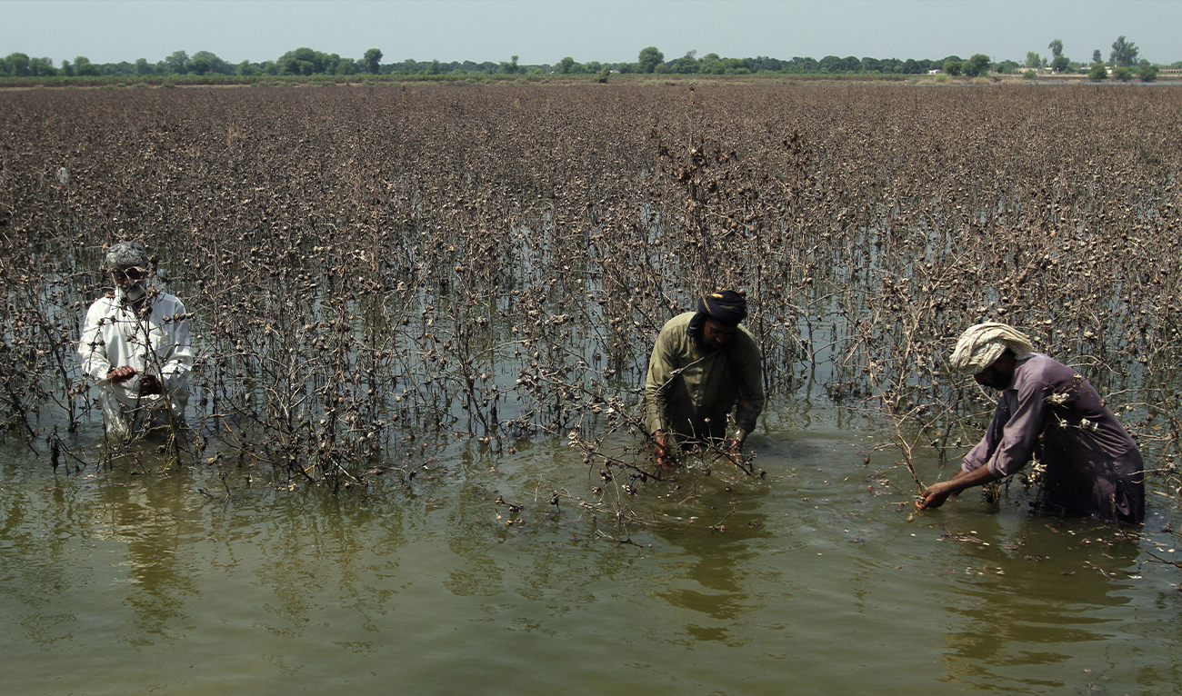 Farmers inspect damaged cotton crop, following monsoon rains and flooding, in Kabirwala, Pakistan, on September 18, 2025. (REUTERS)