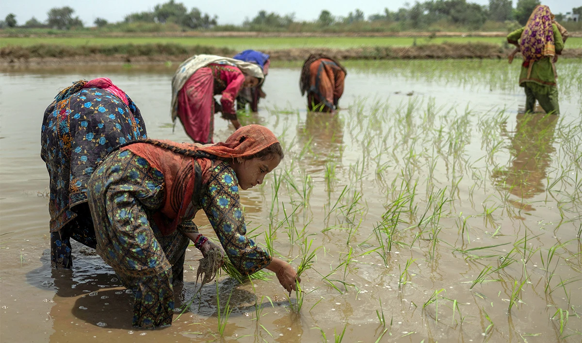 A girl from Balochistan, transplants Basmati rice seedlings into the mud of a paddy field irrigated by a canal fed from the Chenab River, in Daska, Pakistan, on June 14, 2025. (REUTERS/File)