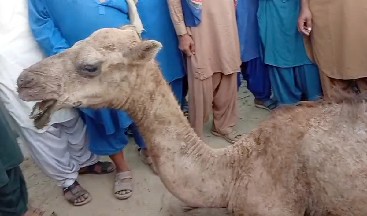 The screengrab taken from a video shows the camel whose leg was cut off by unidentified individuals in the Sukkur district of Sindh province, Pakistan, on September 19, 2025. (Screengrab/CM House Sindh/File)
