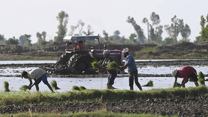 Farmers plant rice seedlings at paddy field on the outskirts of Lahore on June 7, 2023. (AFP/File)