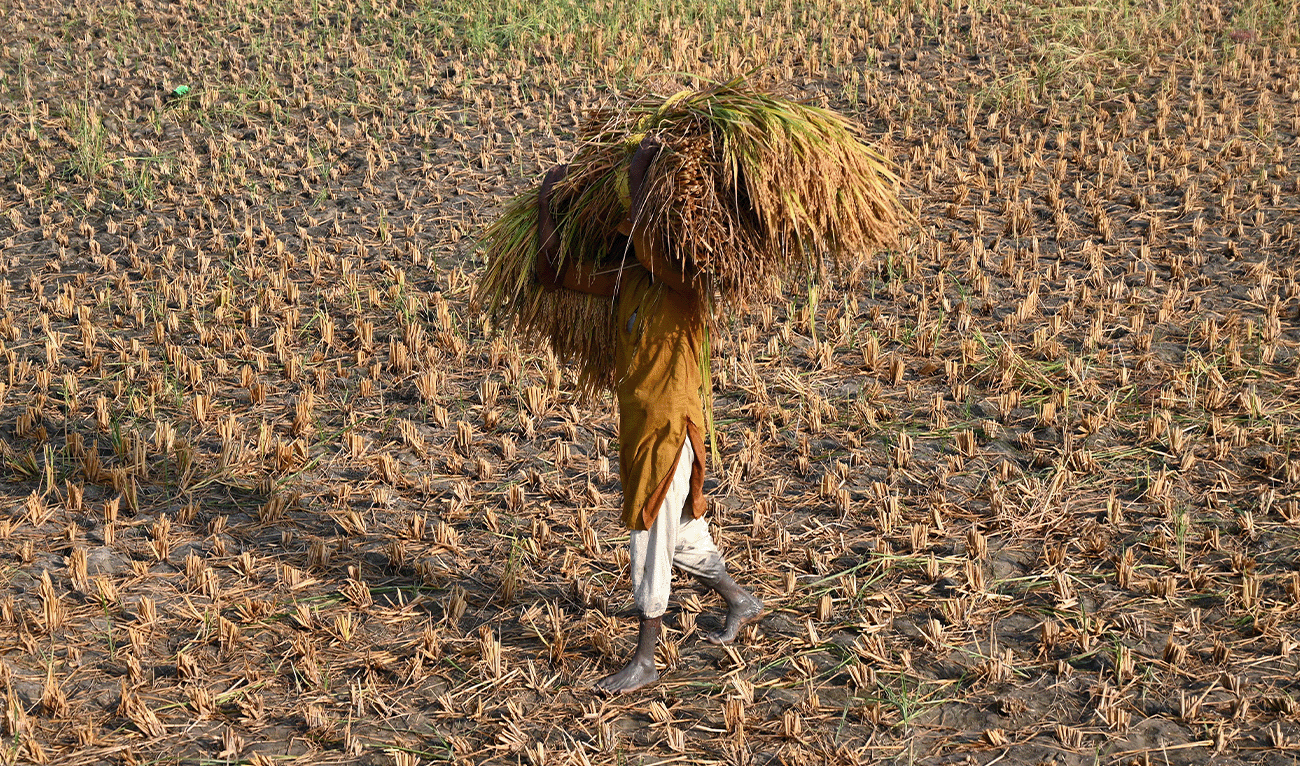 A farmer carries bundles of harvested rice before threshing at a field on the outskirts of Larkana, in Pakistan’s Sindh province on October 23, 2025. (AFP/File)