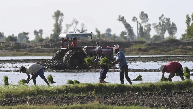 Farmers plant rice seedlings at paddy field on the outskirts of Lahore on June 7, 2023. (AFP/File)