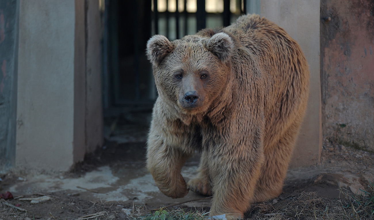 A Himalayan brown bear named 'Bubloo' is seen inside its enclosure prior to transport it to a sanctuary in Jordan, at the Marghazar Zoo in Islamabad on December 16, 2020. (AFP/ file)
