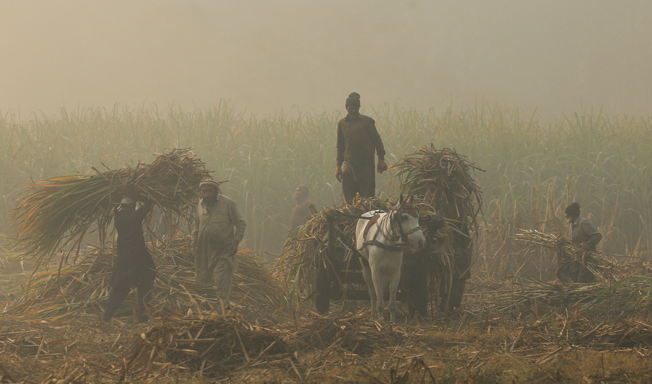 Farmers load the harvest onto a horse drawn cart as they work in the sugarcane field in the morning, amid smog and air pollution in Peshawar, Pakistan, December 2, 2025. (Reuters/File)
