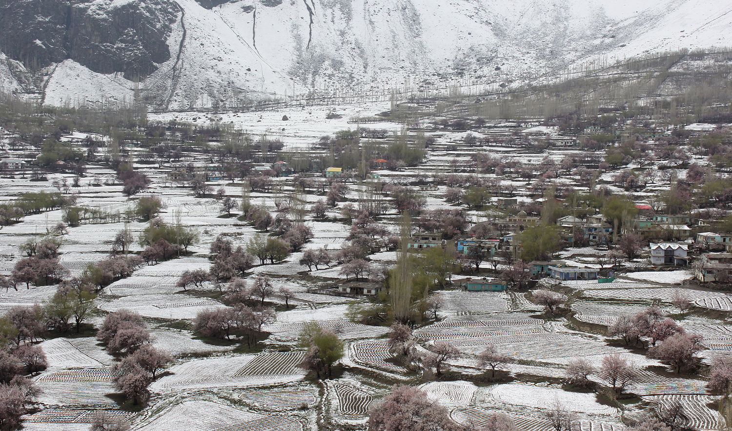 This aerial photograph taken on April 20, 2025 shows a general view of Apricot Blossom trees along the snow covered field at Choundha Valley of Skardu district in Gilgit-Baltistan region. (AFP/File)