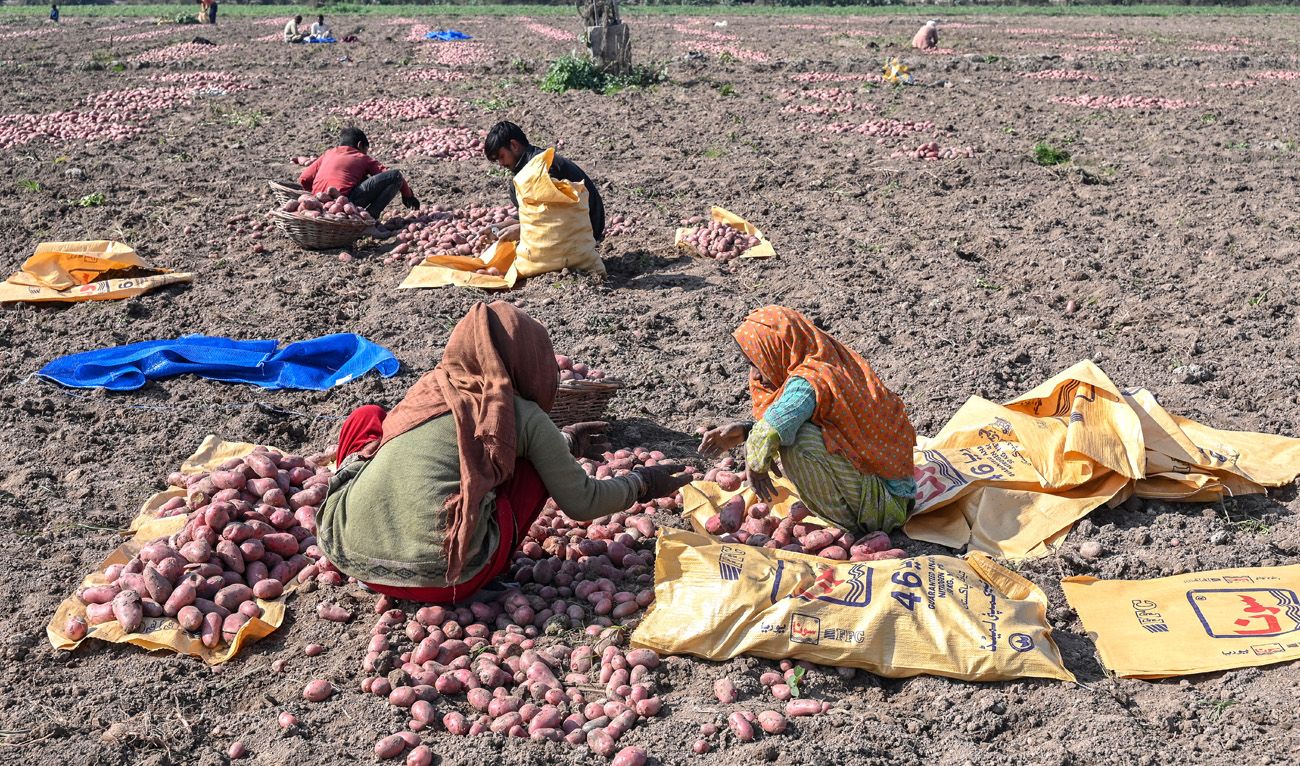 Farmers harvest potatoes at a field on the outskirts of Lahore, Pakistan, on January 23, 2025. (AFP/File)