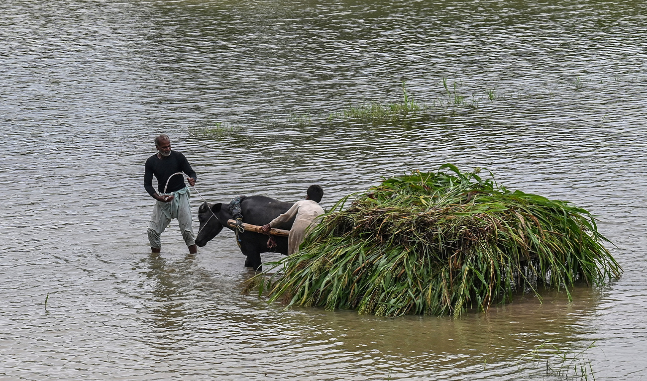 Farmers transport a heap of crops on a buffalo cart after heavy rainfall in the flood-affected area of Kasur district in Punjab province on August 24, 2025.