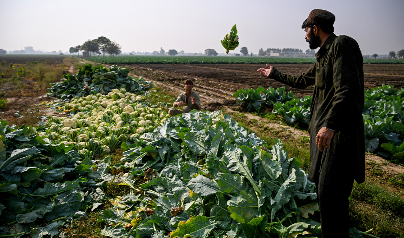 Farmers harvest cauliflowers in a field in Attock district, Punjab province on October 31, 2025. (AFP/ file)