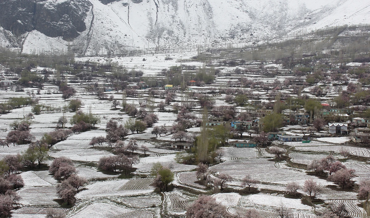 This aerial photograph taken on April 20, 2025 shows a general view of Apricot Blossom trees along the snow covered field at Choundha Valley of Skardu district in Gilgit-Baltistan region. (AFP/File)