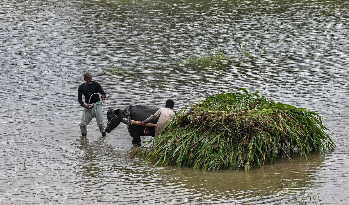 Farmers transport a heap of crops on a buffalo cart after heavy rainfall in the flood-affected area of Kasur district in Punjab province on August 24, 2025.