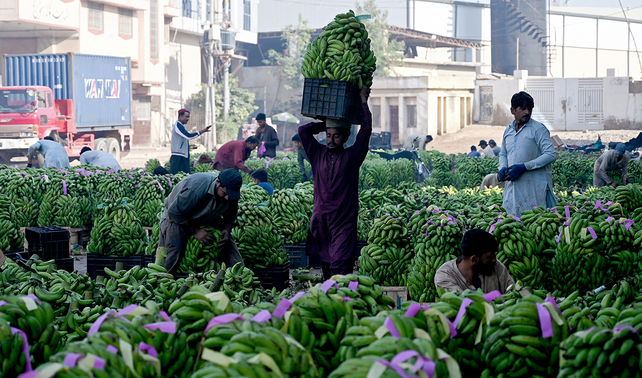 Labourers sort stalks of bananas at a fruits and vegetable market in Karachi on November 18, 2025. (AFP/ file)
